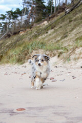 Fototapeta na wymiar Small shetland sheepdog sheltie puppy walking near baltic sea shoreside.