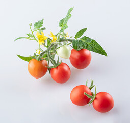 Young beautiful ripe cherry tomatoes with tomato flowers and young beautiful young green leaves isolated on a white background