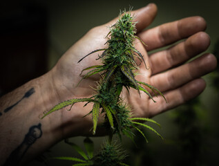 Macro of marijuana bud with trichomes and crushed weed