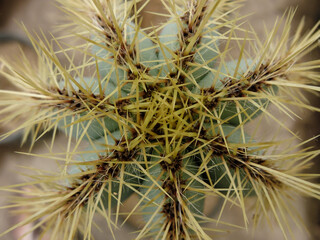 Close up of cactus