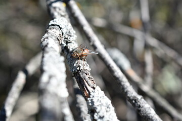 Mosca abdomen rojo sobre una rama