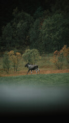 horse in the water