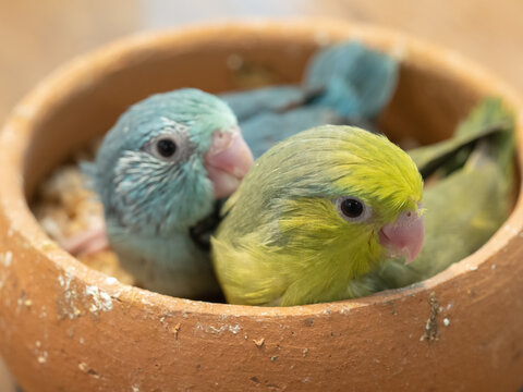 Selective focus of forpus parrotlet bird blue turquoise and pie dark green color in food bowl