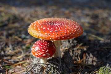 Red fly agaric close-up photo in a forest.