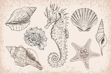 Marine vector hand drawn set of illustrations: sea shells, stars, seahorse and mollusk. Highly detailed. Perfect for marine design.