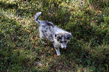 Fototapeta premium Blue merle shetland sheepdog waling in forest.