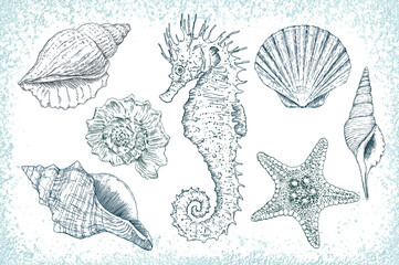 Marine vector hand drawn set of illustrations: sea shells, stars, seahorse and mollusk. Highly detailed. Perfect for marine design. - obrazy, fototapety, plakaty