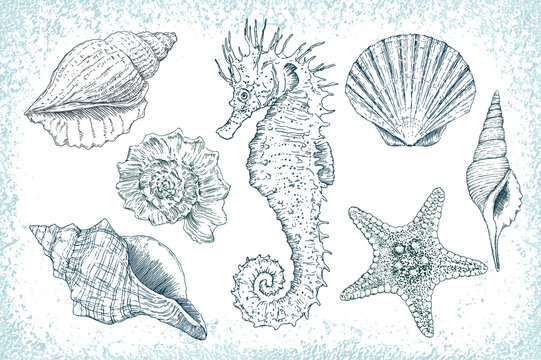 Marine vector hand drawn set of illustrations: sea shells, stars, seahorse and mollusk. Highly detailed. Perfect for marine design.