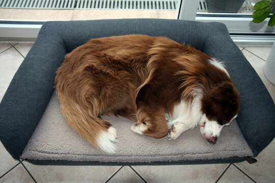 australian shepherd schl&auml;ft auf Hundekissen Hundesofa