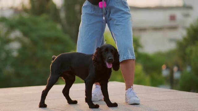Smiling Asian girl stroking her black cocker spaniel outdoors