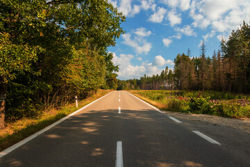 Fototapeta premium The asphalt road leads through the forest. In the background is a blue sky with white clouds.