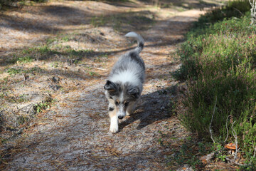 Young, small shetland sheepdog sheltie puppy walking in forest.