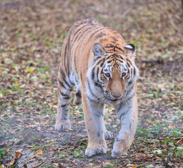 Siberian or Amur tiger in the forest; The biggest wild cat in the world walking to meet you
