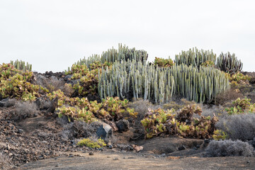 Cacti on the rocky plateau of Cape Teno. Tenerife. Canary Islands. Spain.