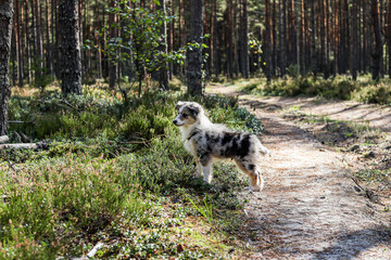 Blue merle shetland sheepdog standing in forest.