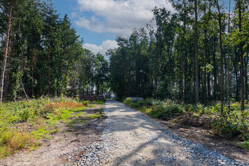 Coniferous forest in which dry trees are infested with bark beetles. The sky is blue. The road is muddy