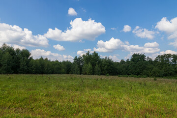 Green meadow near the forest, In the background is a blue sky with white clouds