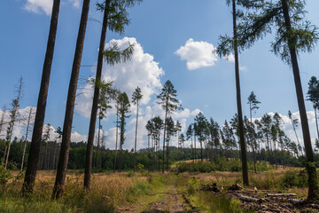 Coniferous forest in which dry trees are infested with bark beetles. The sky is blue.
