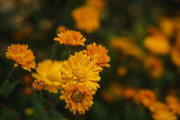 花壇に咲く黄色い小菊