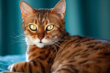 portrait of bengal cat looks into the camera