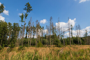 Coniferous forest in which dry trees are infested with bark beetles. The sky is blue.