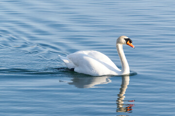 Mute Swan in blue waters