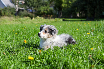 Naklejka premium Small blue merle shetland sheepdpdog puppy sitting in grass.
