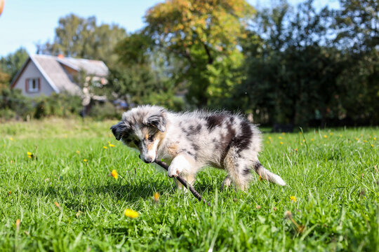 Young shetland sheepdog blue merle tri color sheltie puppy playing with stick.