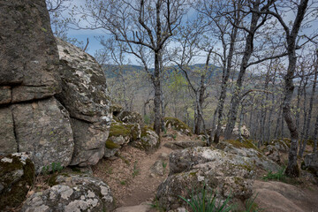 Fototapeta premium Forest of Pyrenean oak, Quercus pyrenaica, in the Bosque de La Herreria, a Natural Park in the municipality of San Lorenzo de El Escorial, province of Madrid, Spain