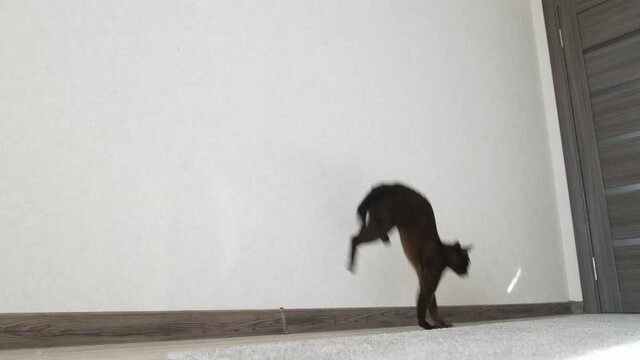 Pedigree kitten catches reflection of the sun. Adorable burmese cat playing indoors. Funny purebred kitty at home