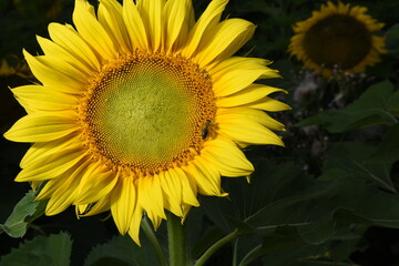 Bee on the sunflower