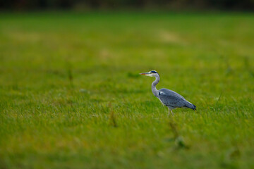 grey heron ardea cinerea on a meadow