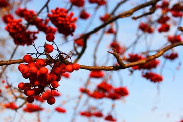 red bunches of mountain ash on bush branches Autumn red berries on a tree against a bright blue sky Bunches of red mountain ash on a bare tree in autumn or winter. Bush with wet red berries