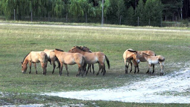 General plan of grazing horses. Horses graze in the meadow. Many Onagers graze in the meadow, moving around the frame.