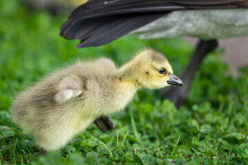 Cute fluffy gosling running and catching up with mother goose, flapping its tiny wings.