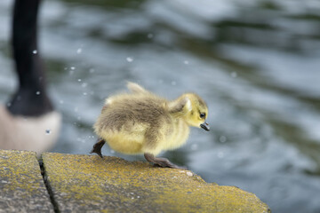 Cute gosling getting ready to jump into the water, out-of-focus mother goose by its side.