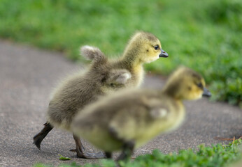Two cute goslings running, flapping their tiny wings.