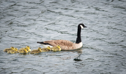 Obraz premium Mother goose leading her goslings swimming in the water