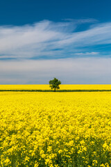 Tree in field of rapeseed under blue sky with clouds, spring landscape. Lone tree in yellow rape-seed field.