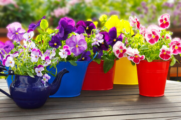 Purple, violet, red and yellow pansy flowers in 4 pots and an enameled jug on a wooden balcony...