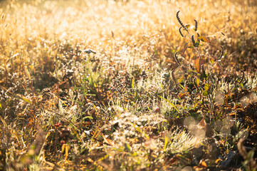 朝日で輝く朝露に濡れた草