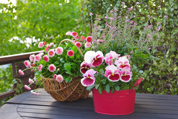 Garden pansy flowers and forget-me-not in a red pot and pink daisies in a basket on a balcony table, spring background texture.