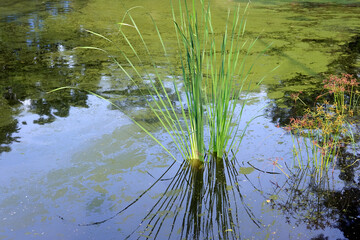 grass in the water