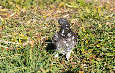 A beautiful mottled curious pigeon stands on the grass and looks into the camera, tilting its head to one side. Close-up