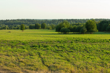 Green Plain View Trees Forest Grass Leaves Nature. High quality photo