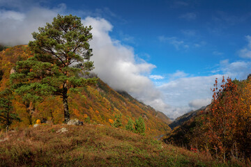 Autumn landscape with a mountain gorge and slopes overgrown with forests and a large pine tree in front