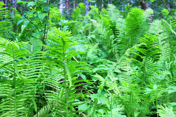 Ground Morning Glory Convolvulaceae sabatius Viv. in the forest. Close-up. Floral plants outdoors. Nice green. A trail in the forest among a beautiful spring landscape. Walking path in a mixed forest