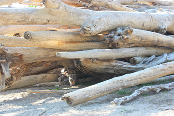 Texture of old logs. Felled logs lie sideways on a sunny day. There is a lot of old dead forest lying along the coast in the sand. old dry logs and logs are stacked. Selective focus. Background from