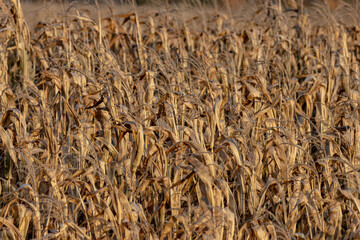 yellow dry corn field pattern as a background