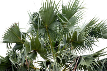Obraz na płótnie Canvas close up of palm trees